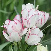 Тюльпан Candy Club 1шт, цибулина