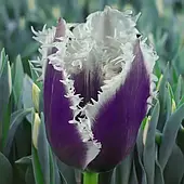 Тюльпан оторочений Cummins 1шт, цибулина