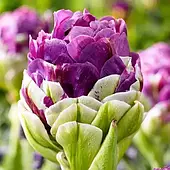 Тюльпан Exquisit, 1 шт., цибулина