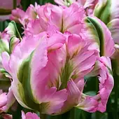 Тюльпан Папуговий Green Wave 1шт, цибулина