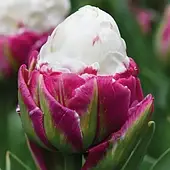 Тюльпан махровий Ice Cream 1шт, цибулина