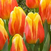 Тюльпан Ice Lolly 1шт, цибулина