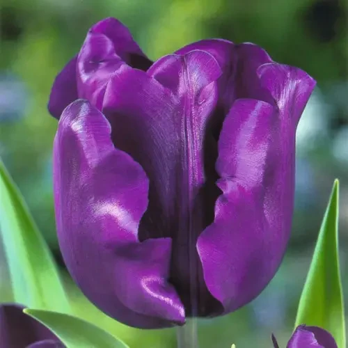 Тюльпан Negrita 1шт, цибулина