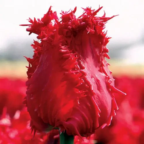 Тюльпан Оторочений Barbados 1шт, цибулина, фото 1