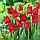 Тюльпан Оторочений Barbados 1шт, цибулина, фото 2