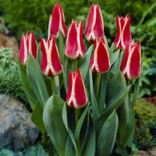 Тюльпан Грейга Pinocchio 1 шт., цибулина