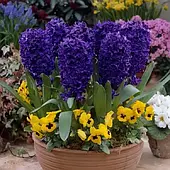 Гіацинт Peter Stuyvesant 1 шт., цибулина