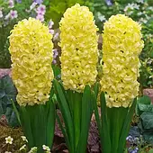 Гіацинт горщиковий City of Haarlem 1 шт., цибулина