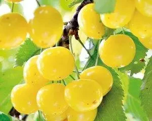 Черешня Дачниця, саджанець