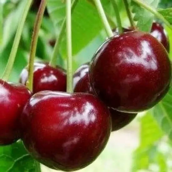 Вишня Ранняя 2, саженец