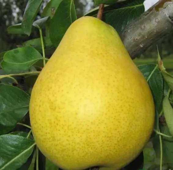 Груша Далисан, саджанець
