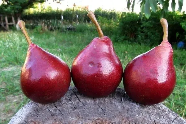Груша Старкрімсон, саджанець