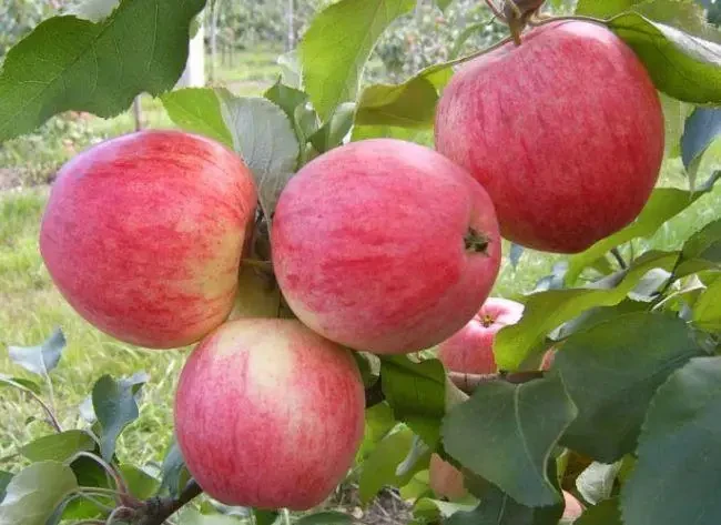 Яблуня Ерлі Женева, саджанець