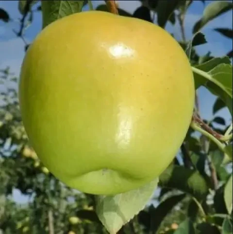 Яблуня Мутса, саджанець