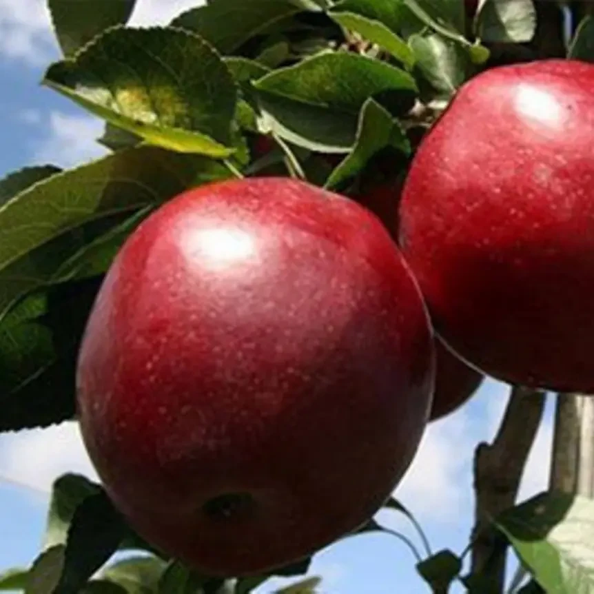 Яблуня Моді, саджанець