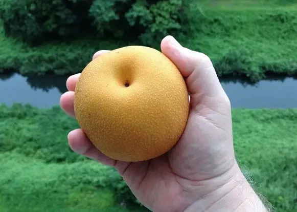 Груша Секуи, саджанець