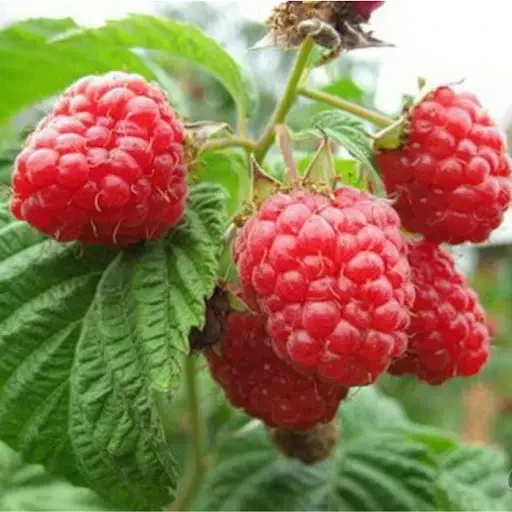 Ремонтантна Малина червона Осіння Красуня, саджанець