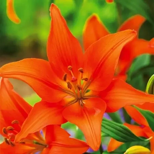 Лілія Азіатська Orange, цибулина