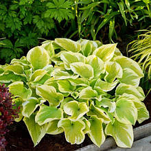 Хоста Delta Dawn (Дельта Дон) кореневище