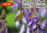 Козлювач східний 0,5 кг зелене добриво, вітамін, сидерат, медонос, фото 3