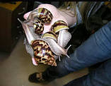 Гигансткая сухопутна равликів Ахатина Фуліка, фото 2
