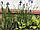 Рослина для ставка:  Ірис болотний, Iris versicolor, фото 2