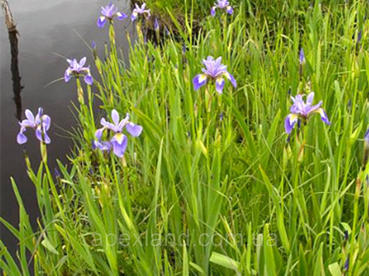 Рослина для ставка:  Ірис болотний, Iris versicolor
