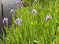 Растение для пруда: болотный ирис, Iris versicolor