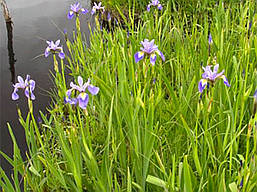 Рослина для ставка:  Ірис болотний, Iris versicolor