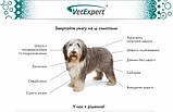 Шампунь антибактеріальний - протигрибковий для собак і кішок Vet Expert Specialist shampoo, фото 3