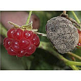 Фундазол 10 грамів, Системний фунгіцид, фото 3