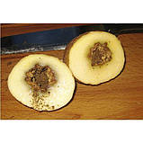 Фундазол 10 грамів, Системний фунгіцид, фото 2