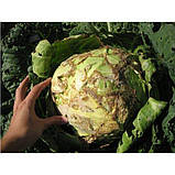 Фундазол 10 грамів, Системний фунгіцид, фото 4