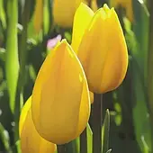 Тюльпан Тріумф Kikomachi 1шт, цибулина