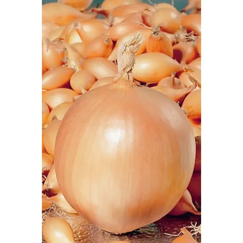 Цибуля сіянка  Коррадо (Голландія, TOP), 1кг