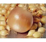 Цибуля голландська  Штур (Голландія Broer)1 кг