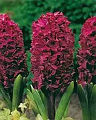 Гіацинт Woodstock цибулина 1 шт