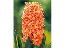 Гіацинт помаранчевий Gipsy King цибулина 1 шт