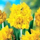 Нарцис мультицветковый Golden Rain, 1луковица