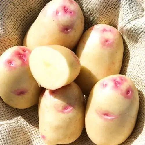 Насіннєва картопля Синьоока, 1кг