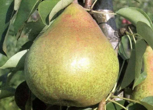 Груша Карола, саджанець