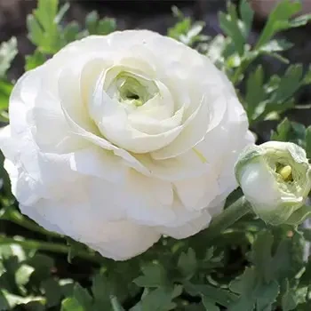 Жовтець White, цибулина