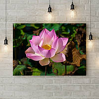 Фотокартина на холсте красивая для декора спальни Розовая кувшинка, 50х35 см