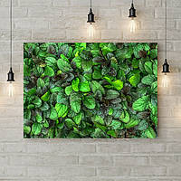 Картина на холсте декоративная для декора комнаты Зеленые растения, 50х35 см