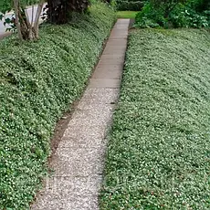 Кизильник лежачий Streib's Findling 3-річний в контейнере 1 л, фото 4