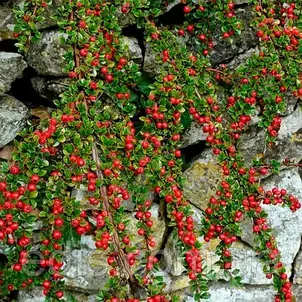 Кизильник лежачий Streib's Findling 3-річний в контейнере 1 л, фото 2