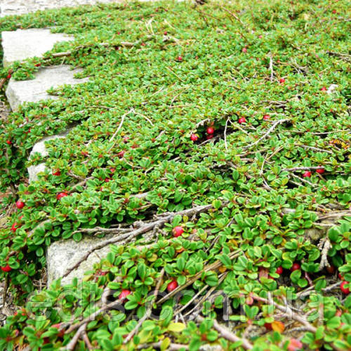 Кизильник лежачий Streib's Findling 3-річний в контейнере 1 л