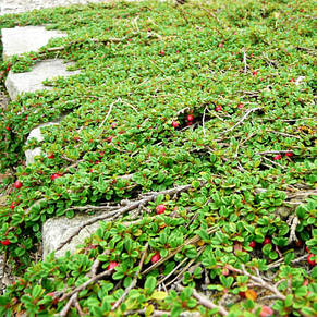 Кизильник лежачий Streib's Findling 3-річний в контейнере 1 л, фото 1