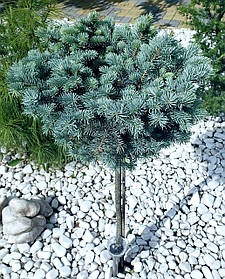 Ялина колюча Глаука Глобоза \Picea pungens `Glauca Globosa` (саджанці 3 роки) ШТАМБ 50-60см