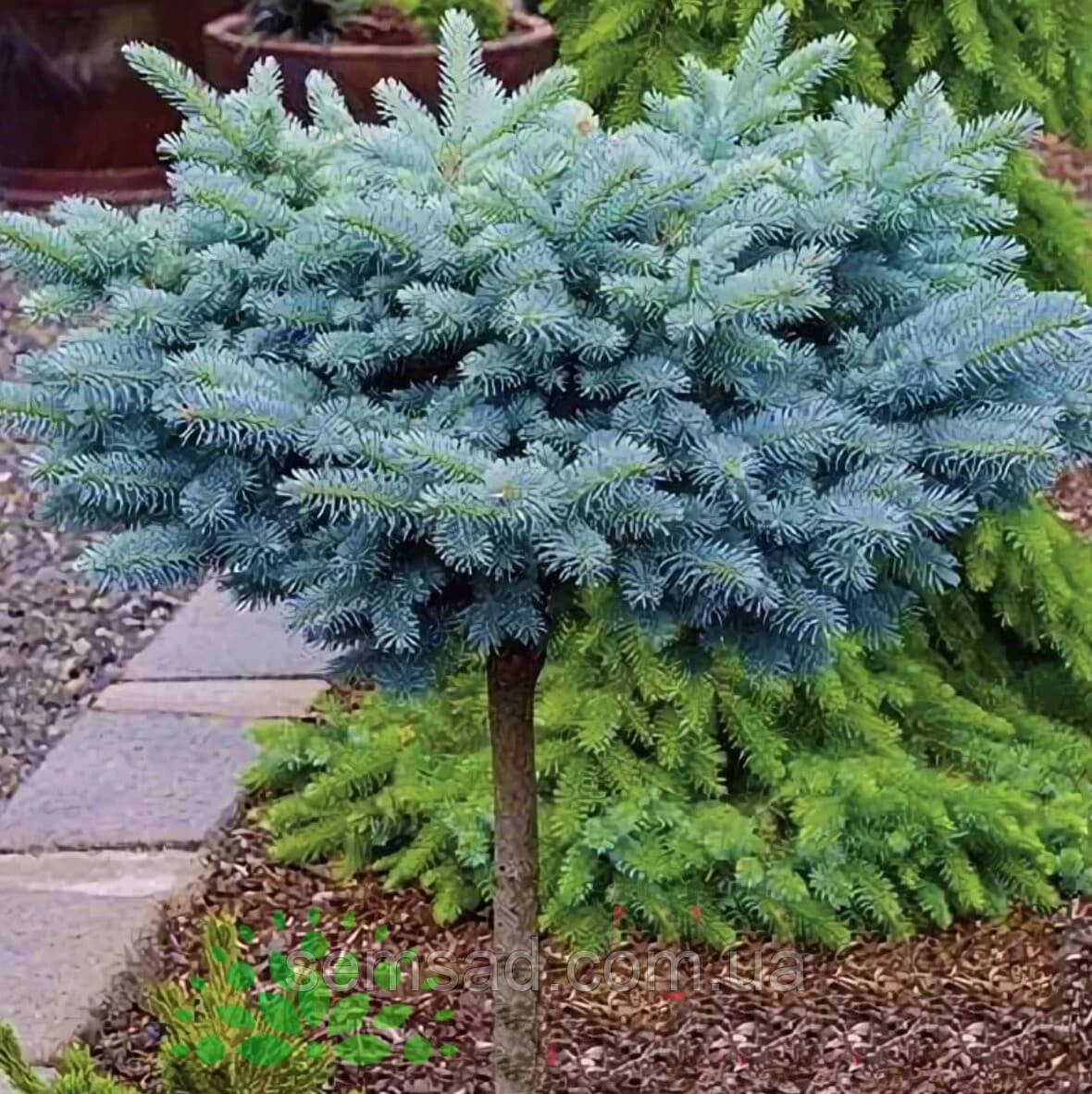 Ялина колюча Глаука Глобоза \Picea pungens `Glauca Globosa` (саджанці 3 ...